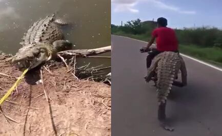 Investigan presunta captura de cocodrilo a manos de jóvenes de Navolato