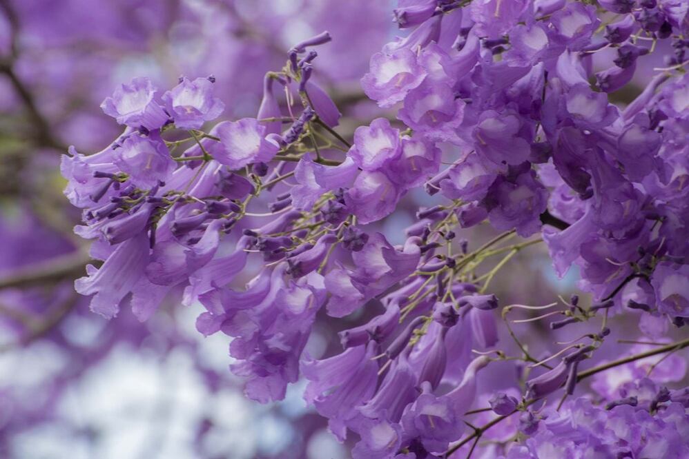 Beneficios de la jacaranda. Foto: Pixabay
