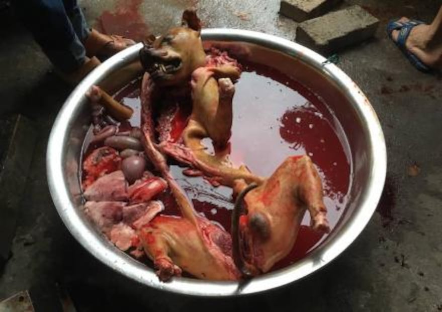 Inicia en China polémico festival de carne de perro pese a prohibición