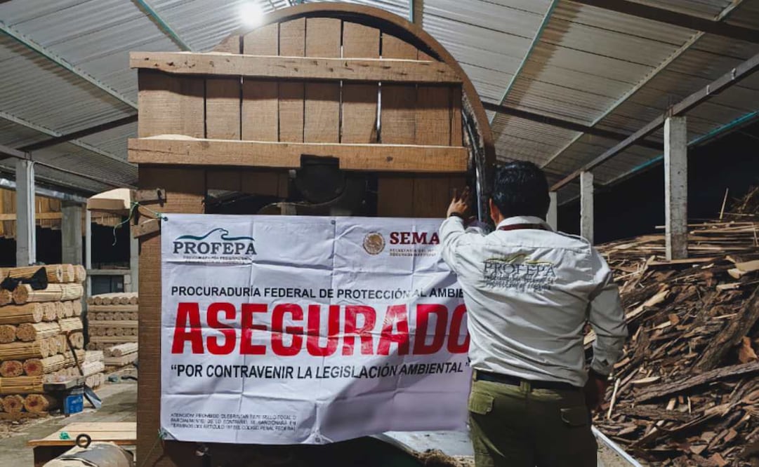 Aseguramiento de madera ilegal y de dos aserraderos en Chiapas. Foto: Procuraduría Federal de Protección al Ambiente (Profepa).
