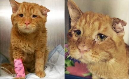 Mujer salva de morir al gato "más triste" del mundo
