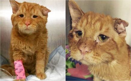 Mujer salva de morir al gato "más triste" del mundo