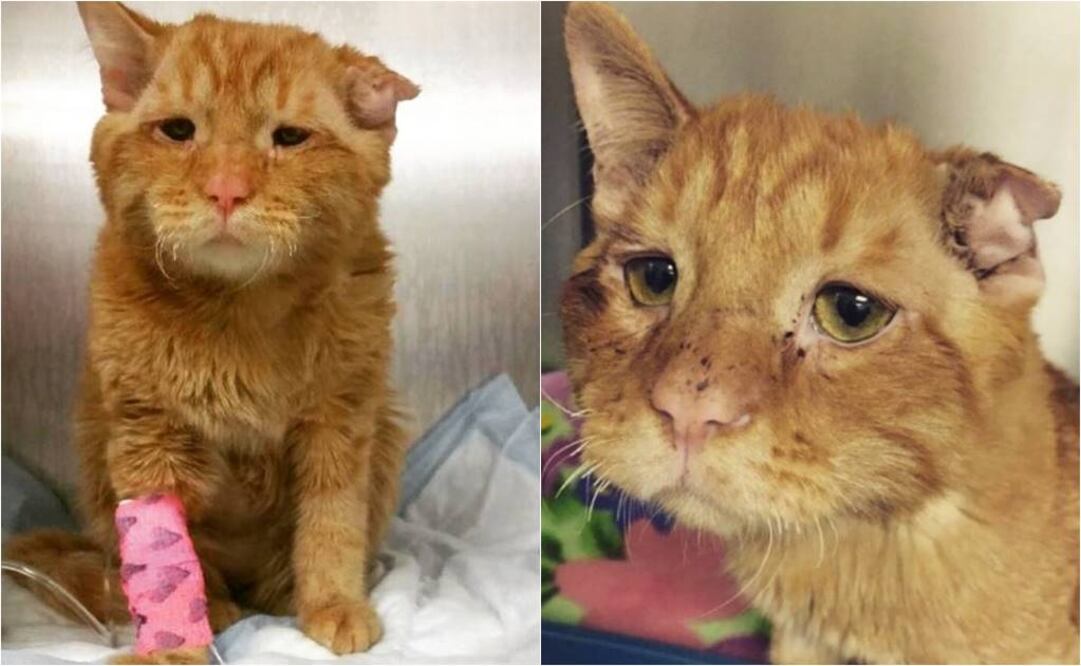 El gato Ben Ben estaba fuertemente lastimado (Tomadas de Instagram)