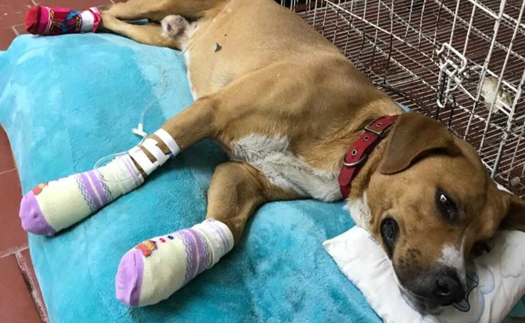 El can recibió el nombre de Teco y va mejorando en su estado de salud. Foto: Especial
