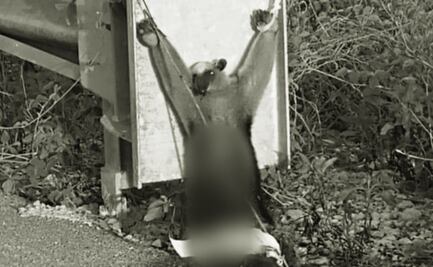 Encuentran oso hormiguero con signos de tortura en Yucatán