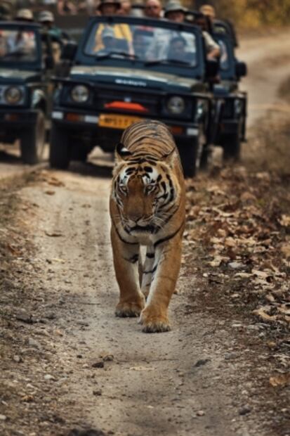 Viaja al mundo de Mowgli en la vida real