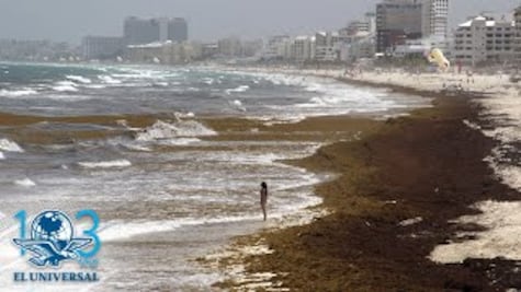 Construye Marina barcos recolectores de sargazo