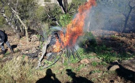 Incineran más de 36 mil plantas de marihuana en Jalisco