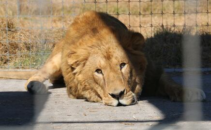 Tras cinco meses, finaliza traslado de más de 200 felinos del refugio Black Jaguar-White Tiger a 20 entidades del país 