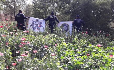 Destruyen al menos 4 toneladas de amapola en Oaxaca