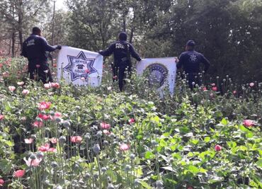 Destruyen al menos 4 toneladas de amapola en Oaxaca