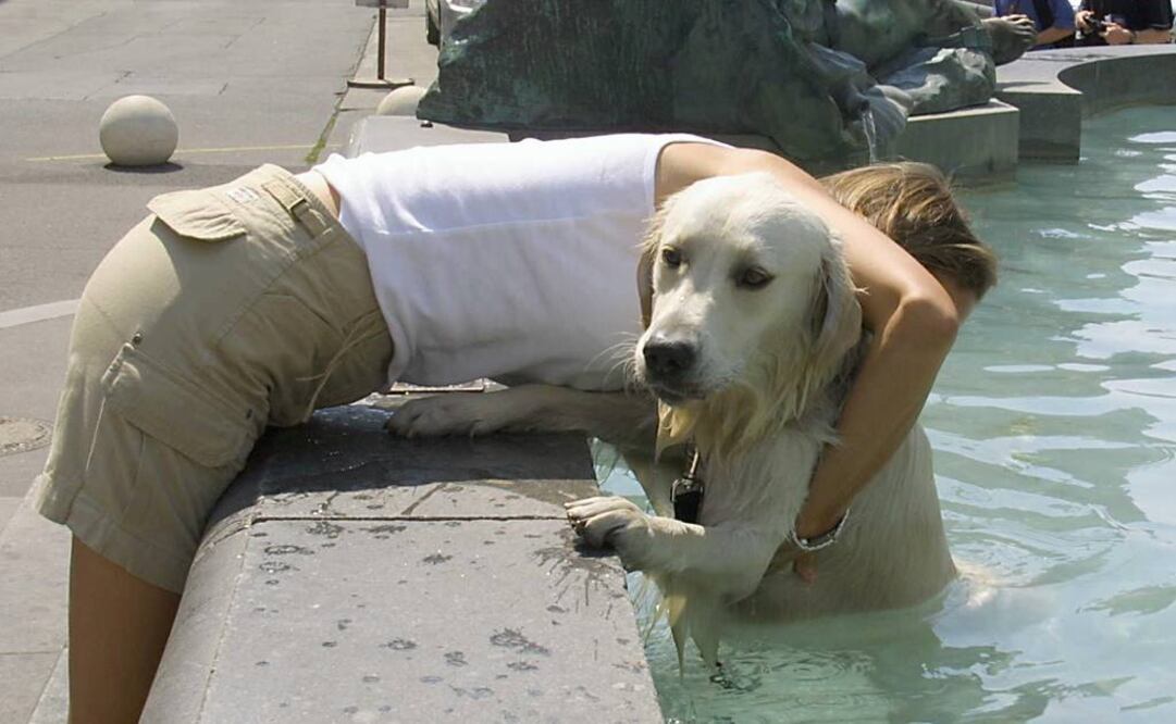 Saca a pasear a tu mascota cuando el calor sea menos intenso Foto:Archivo