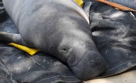 Descartan metales o plaguicidas en laguna de Tabasco donde murieron manatíes