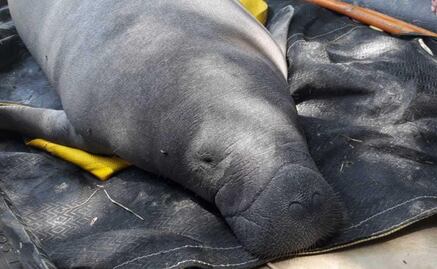 Descartan metales o plaguicidas en laguna de Tabasco donde murieron manatíes