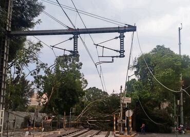 Cae árbol a las vías del Tren Ligero