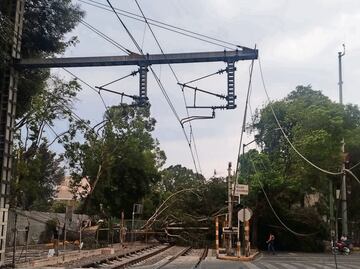 Cae árbol a las vías del Tren Ligero