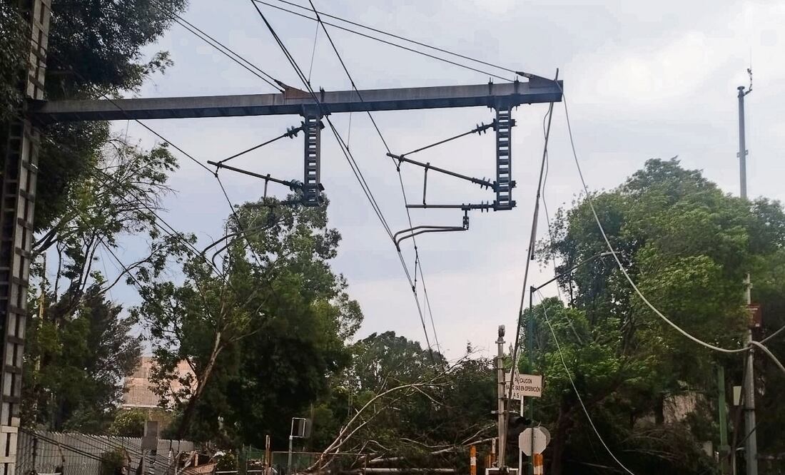 La caída del árbol de aproximadamente 15 metros de altura también afectó a dos vehículos Foto: Especial