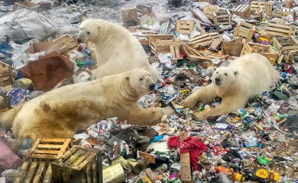 En el Ártico ruso, la creciente presencia humana amenaza a los osos polares