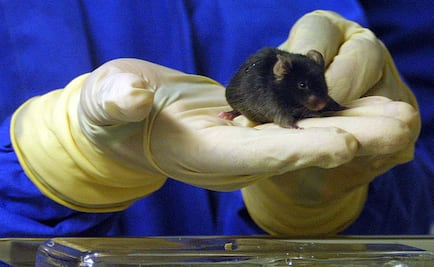 Japón autoriza el desarrollo de órganos humanos en animales