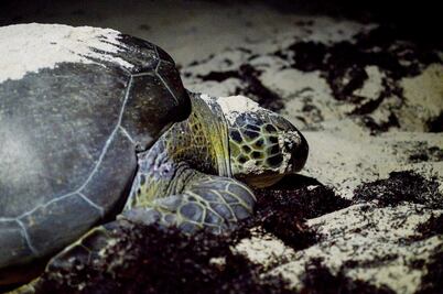 Aseguran 348 kilos de carne de tortuga en Ensenada