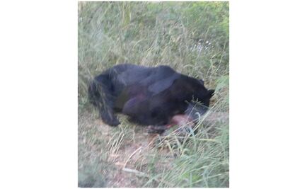 Oso entra a casa y devora a mascota en Monterrey