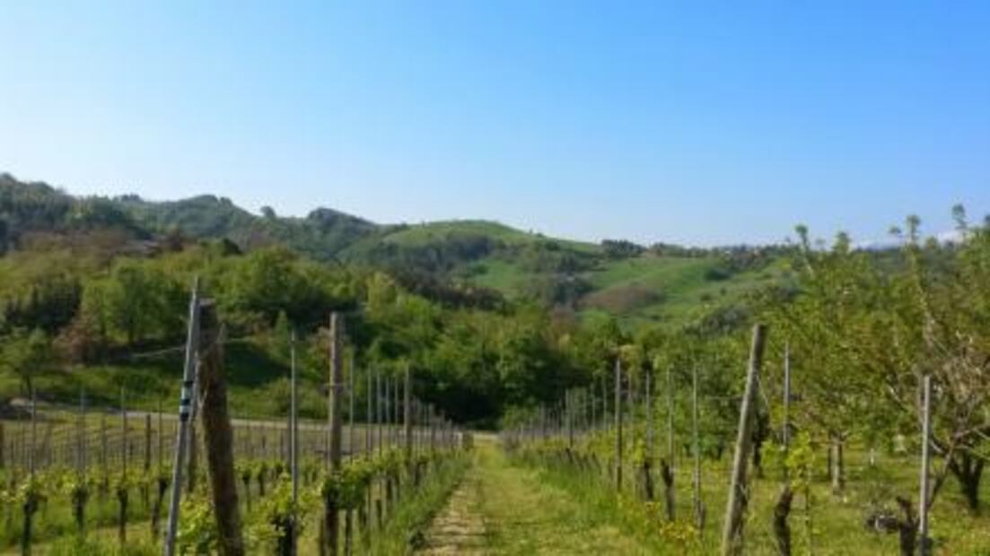 Lambrusco, el vino italiano más vendido en el mundo