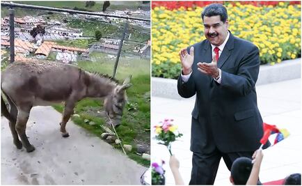 Militares detienen a bomberos que se burlan de Maduro en video con un burro