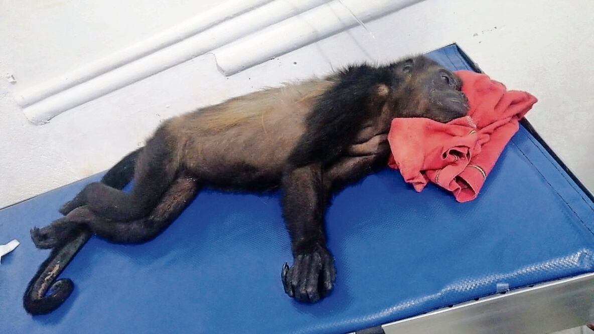 En Tabasco, un mono aullador fue atendido por deshidratación, la cual fue causada por las temperaturas extremas que azotan a este estado Foto: Especial