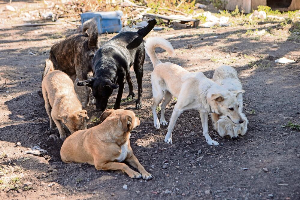 Denuncian abandono de perros en Colón