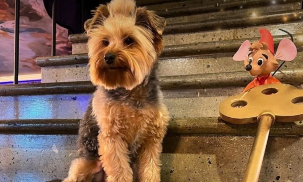 Doncella Café, para que te sientas en un cuento de Disney