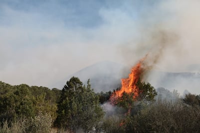 Video. Incendio forestal afecta 600 hectáreas en Coahuila