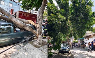 Alcaldía Cuauhtémoc atiende rama caída en la colonia Obrera; una camioneta resultó dañada 