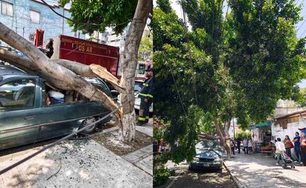 Alcaldía Cuauhtémoc atiende rama caída en la colonia Obrera; una camioneta resultó dañada 