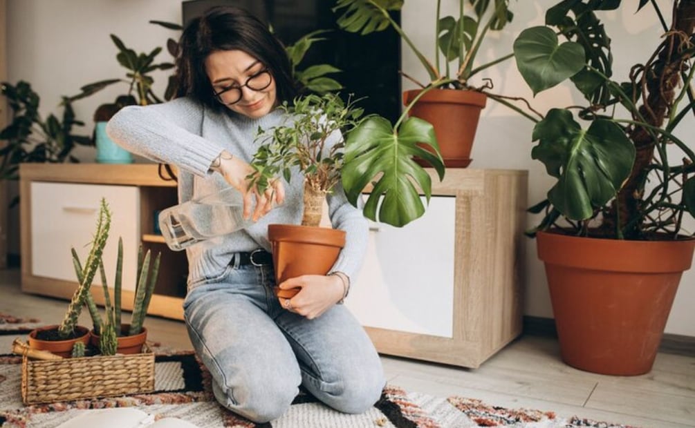 Hay varias plantas de interior que toleran bien las condiciones de baja luminosidad. Fuente: Freepik.
