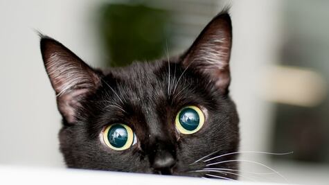 El sorprendente desenlace del misterio del "asesino de gatos" de Londres