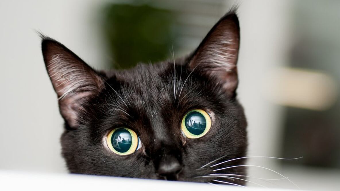 La policía de Londres llegó a una conclusión tras tres años de investigación sobre la muerte de más de 400 gatos. Getty Images