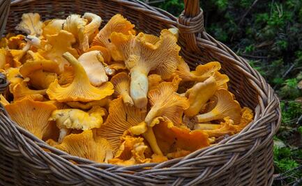 Cuajimalpa anuncia el regreso de la Feria del Hongo 2022; habrá grupos musicales