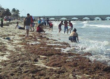 Semar alerta por llegada masiva de sargazo a Yucatán