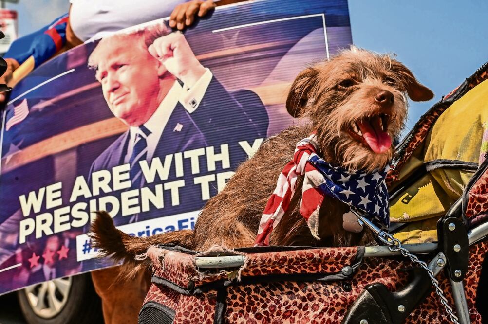 Un perro de un simpatizante de Donald Trump se sienta cerca del Mar-a-Lago Club en Palm Beach, Florida. Se espera que Trump comparezca este martes en Nueva York. Foto: Giorgio Viera / AFP