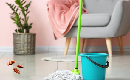 El remedio para evitar plagas en temporada de lluvias; protege tu hogar