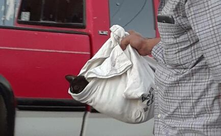 Hombre dispara con rifle a gata embarazada en Sonora