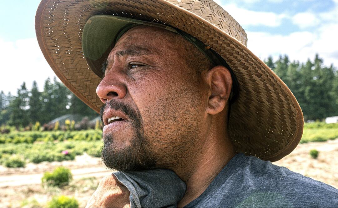 Un agricultor que trabaja en St. Paul, Oregon (EU), lidia con los efectos de la ola de calor durante su jornada. Foto: AP Photo/Nathan Howard