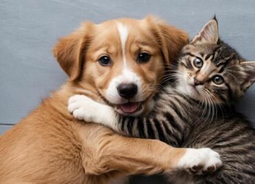 RUAC 2025: ¿cuándo vence el plazo para tramitar la CURP de tu mascota en CDMX?; consulta aquí