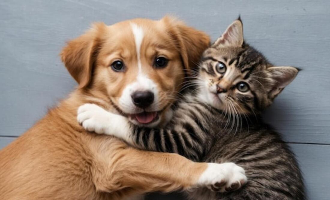 Perros y gatos de la CDMX deberán estar registrados en el RUAC. Fuente: Freepik.