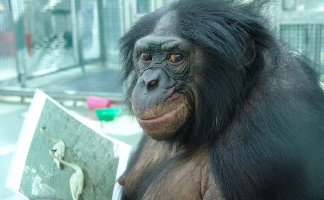 (FOTO: Archivo/ELUNIVERSAL)