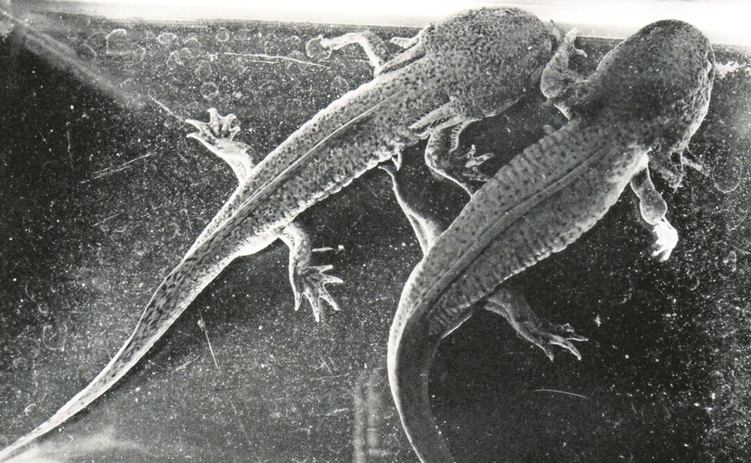 Un santuario para los ajolotes