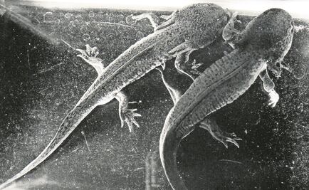 Un santuario para los ajolotes