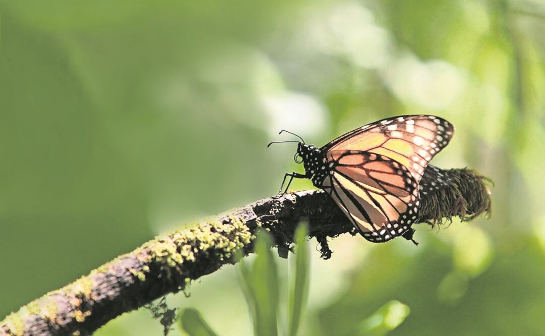 Foto: JORGE ALVARADO