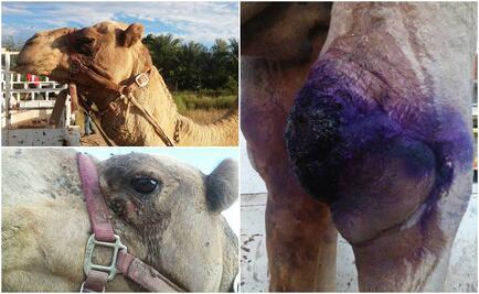 Rescatan a camello presuntamente abandonado por circo