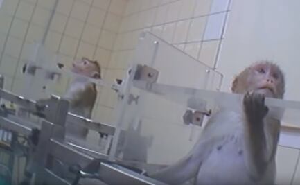 Organizaciones evidencian tortura y maltrato animal en laboratorio en Alemania